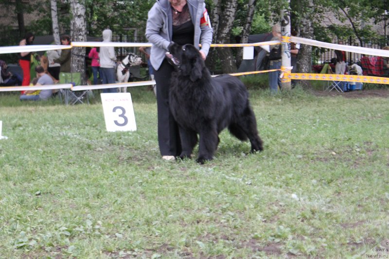 Фото: ньюфаундленд Laskovyiy i Nejnyiy Briz (Ласковый и Нежный Бриз)