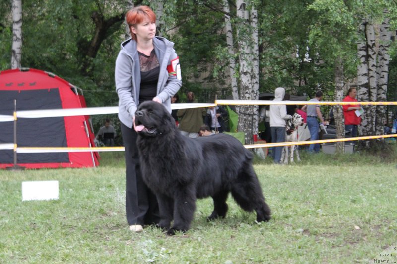 Фото: ньюфаундленд Laskovyiy i Nejnyiy Briz (Ласковый и Нежный Бриз)