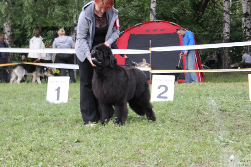 Фото: ньюфаундленд Lunnaya Sonata Dlya Elenyi Grand Byebi (Лунная Соната Для Елены Гранд Бэби)