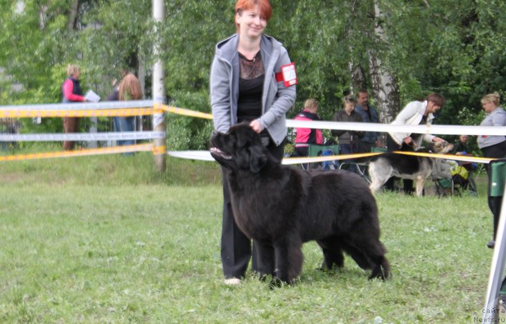 Фото: ньюфаундленд Lunnaya Sonata Dlya Elenyi Grand Byebi (Лунная Соната Для Елены Гранд Бэби)