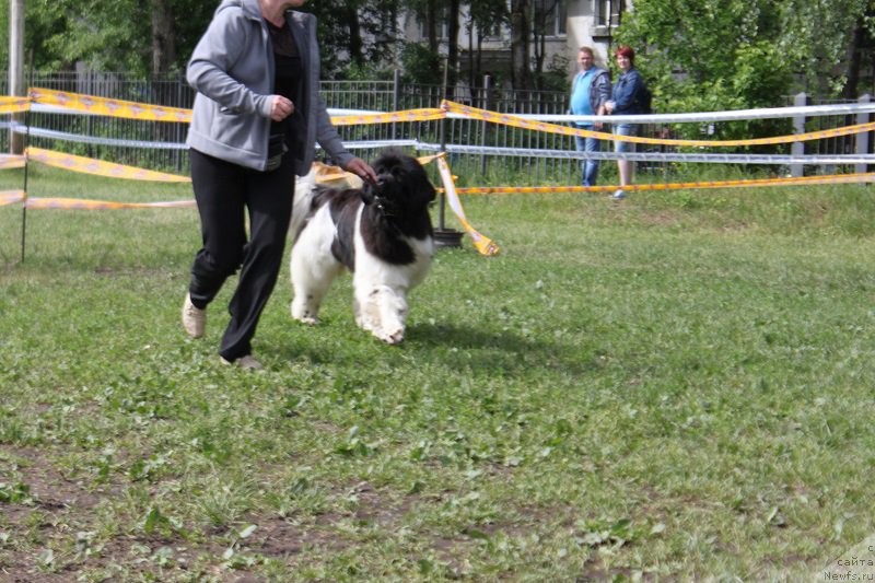 Фото: ньюфаундленд Iskushenie Moey Dushi (Искушение Моей Души)