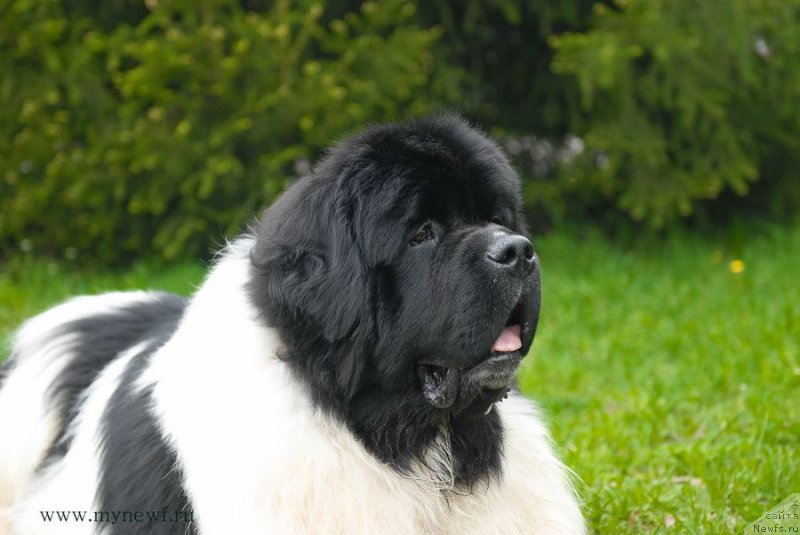 Фото: ньюфаундленд Super Bizon Cosmos (Супер Бизон Космос)