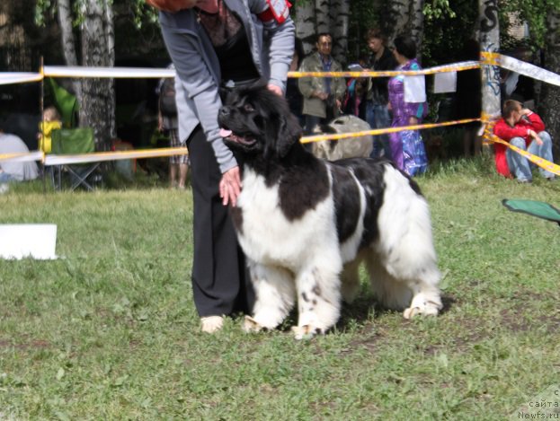 Фото: ньюфаундленд Iskushenie Moey Dushi (Искушение Моей Души)