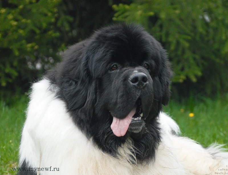 Фото: ньюфаундленд Super Bizon Cosmos (Супер Бизон Космос)