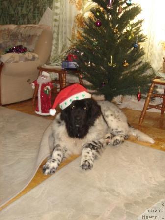 Фото: ньюфаундленд Plushevaya Panda Diland (Плюшевая Панда Диланд)