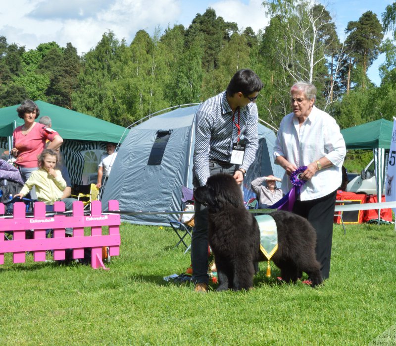 Фото: ньюфаундленд Smigar Time Line (Смигар Тайм Лайн)