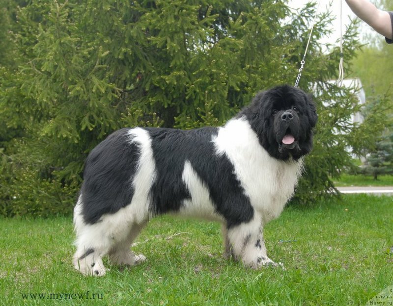 Фото: ньюфаундленд Super Bizon Cosmos (Супер Бизон Космос)