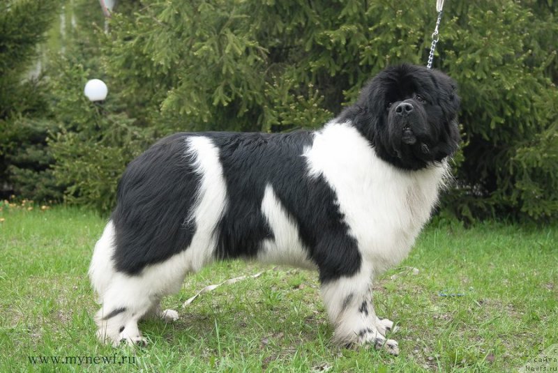 Фото: ньюфаундленд Super Bizon Cosmos (Супер Бизон Космос)