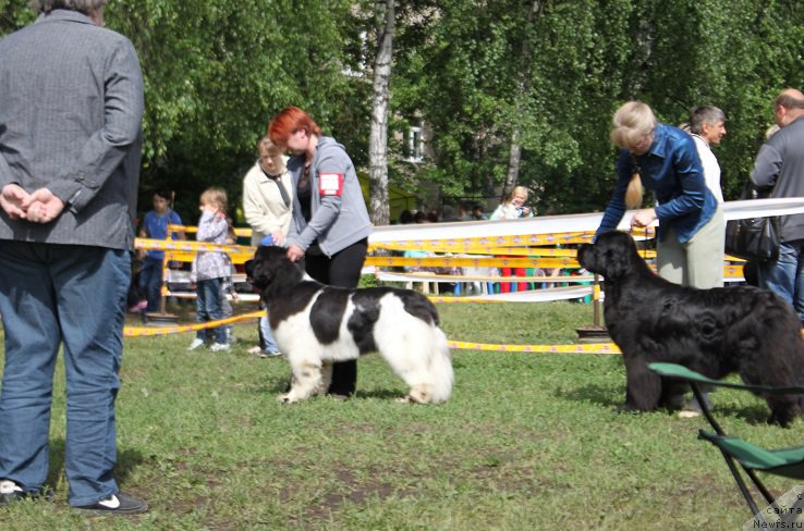 Фото: ньюфаундленд Iskushenie Moey Dushi (Искушение Моей Души)
