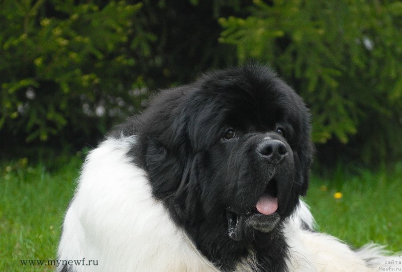 Фото: ньюфаундленд Super Bizon Cosmos (Супер Бизон Космос)