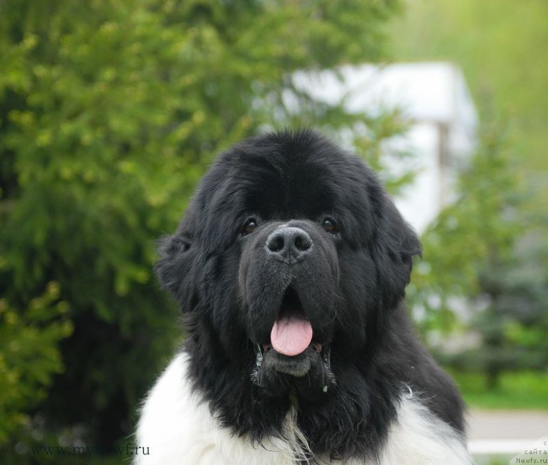 Фото: ньюфаундленд Super Bizon Cosmos (Супер Бизон Космос)