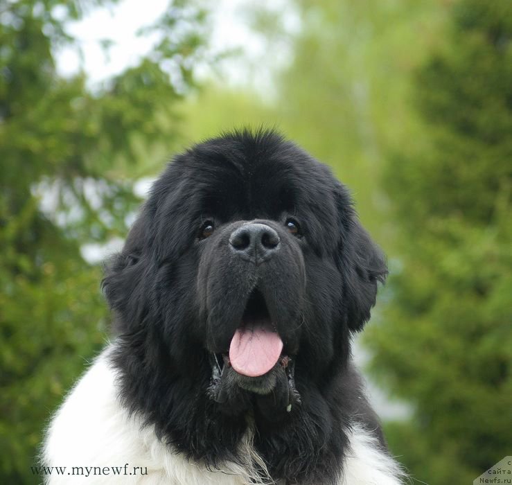 Фото: ньюфаундленд Super Bizon Cosmos (Супер Бизон Космос)