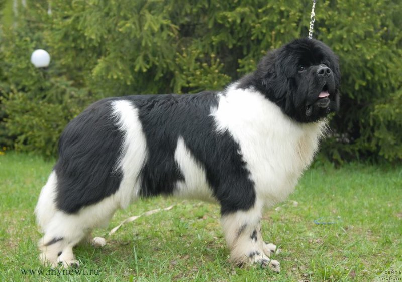 Фото: ньюфаундленд Super Bizon Cosmos (Супер Бизон Космос)