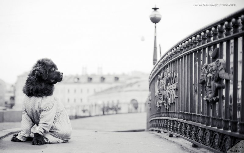 Фото: ньюфаундленд Fann'yuf Jelannaya Madmuazel' SHante Blyuz (Фанньюф Желанная Мадмуазель Шанте Блюз)