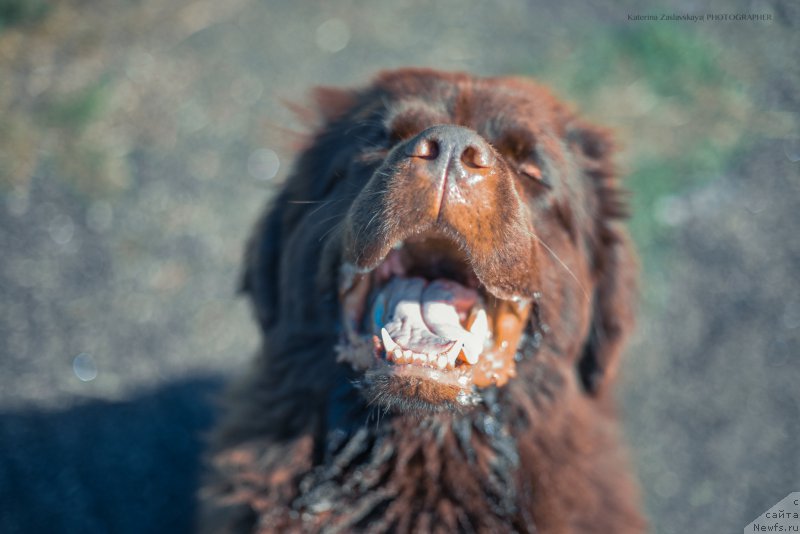 Фото: ньюфаундленд Fann'yuf Jelannaya Madmuazel' SHante Blyuz (Фанньюф Желанная Мадмуазель Шанте Блюз)
