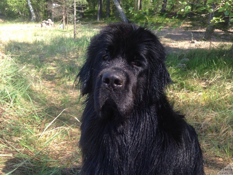 Фото: Konstantin Makarshin (Константин Макаршин), Konstantin Makarshin (Константин Макаршин), ньюфаундленд Chernaya Mafia Meant To Be (Черная Мафия Меант То Бе)