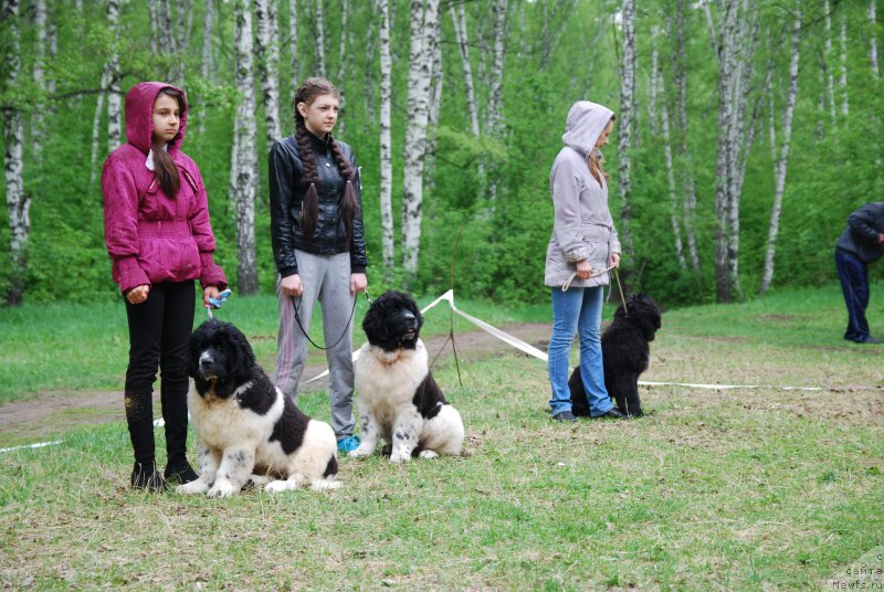 Фото: ньюфаундленд Anjelina ot Sibirskogo Medvedya (Анжелина от Сибирского Медведя), ньюфаундленд Aniko ot Sibirskogo Medvedya (Анико от Сибирского Медведя), ньюфаундленд Astreya ot Sibirskogo Medvedya (Астрея от Сибирского Медведя)