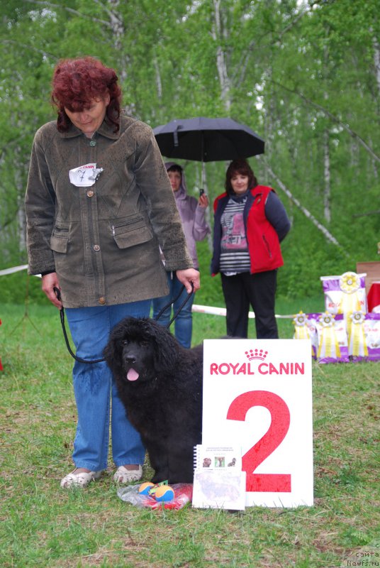 Фото: ньюфаундленд Agata ot Sibirskogo Medvedya (Агата от Сибирского Медведя)