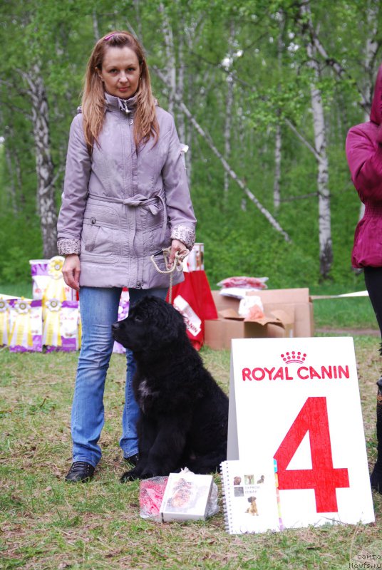Фото: ньюфаундленд Aniko ot Sibirskogo Medvedya (Анико от Сибирского Медведя)