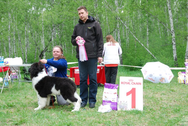 Фото: ньюфаундленд Antey ot Sibirskogo Medvedya (Антей от Сибирского Медведя)