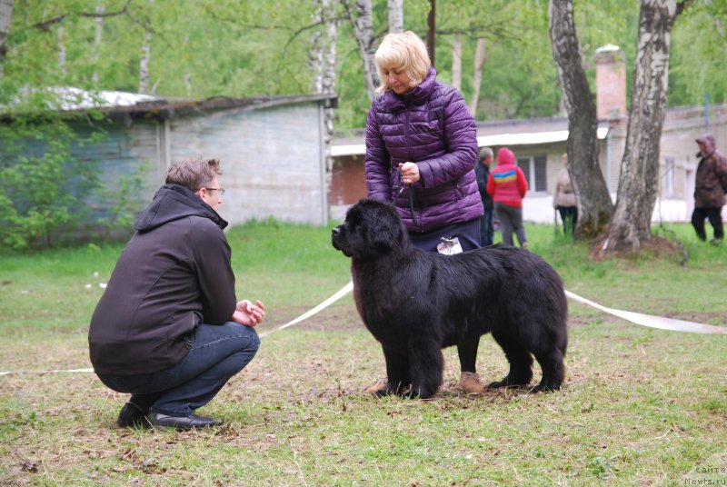 Фото: ньюфаундленд YElberet Zvezdnaya ot Sibirskogo Medvedya (Элберет Звездная от Сибирского Медведя)