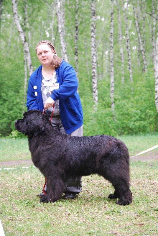 Фото: ньюфаундленд Marfa Dlja Tihogo Omuta iz Plemeni Kedra (Марфа для Тихого Омута из Племени Кедра)