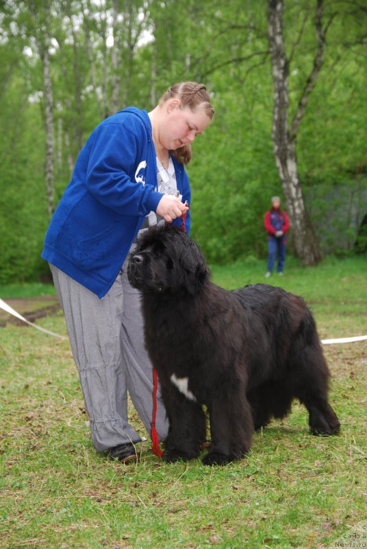 Фото: ньюфаундленд Marfa Dlja Tihogo Omuta iz Plemeni Kedra (Марфа для Тихого Омута из Племени Кедра)
