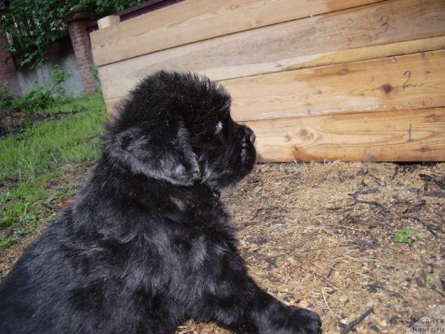 Фотография № 15525