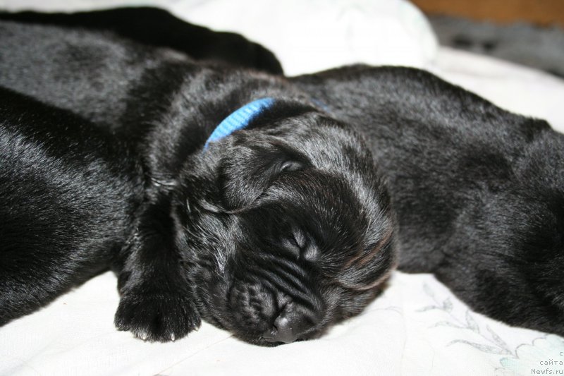 Фото: ньюфаундленд Chernaya Mafia Shake and Play (Черная Мафия Шаке анд Плау)