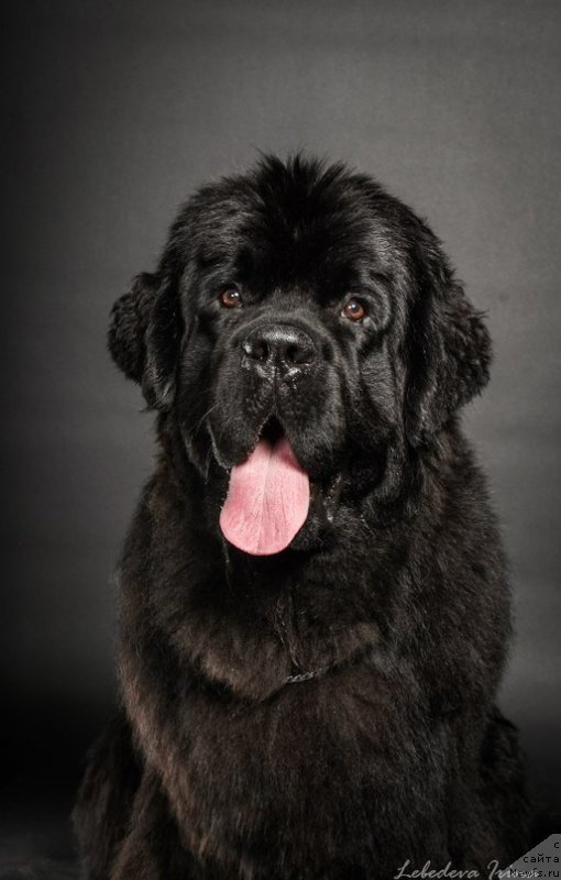 Фото: ньюфаундленд Chernaya Mafia Must Have (Черная Мафия Муст Хаве)