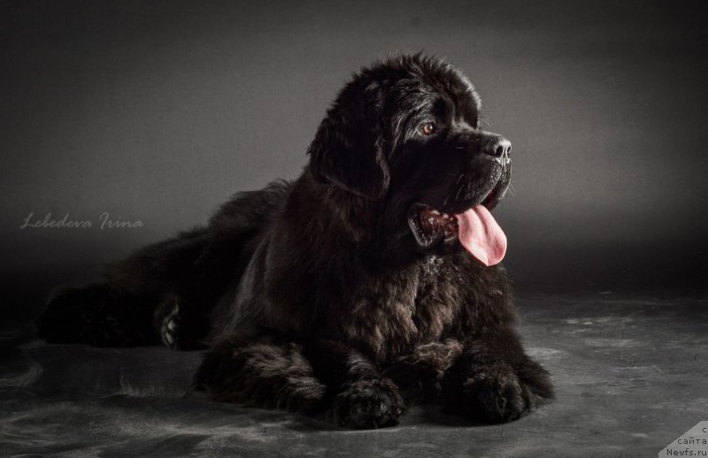 Фото: ньюфаундленд Chernaya Mafia Must Have (Черная Мафия Муст Хаве)