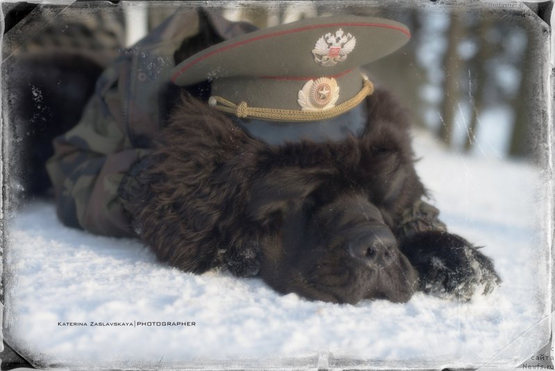 Фото: ньюфаундленд Smigar Liverpulsiy Chetvertak (Смигар Ливерпульский Четвертак)