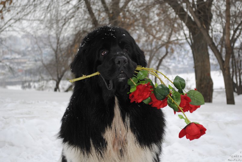 Фото: ньюфаундленд Plushevaya Panda Ferrero Rond Noir (Плюшевая Панда Ферреро Ронд Нуар)