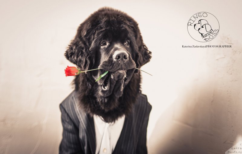 Фото: ньюфаундленд Smigar Liverpulsiy Chetvertak (Смигар Ливерпульский Четвертак)