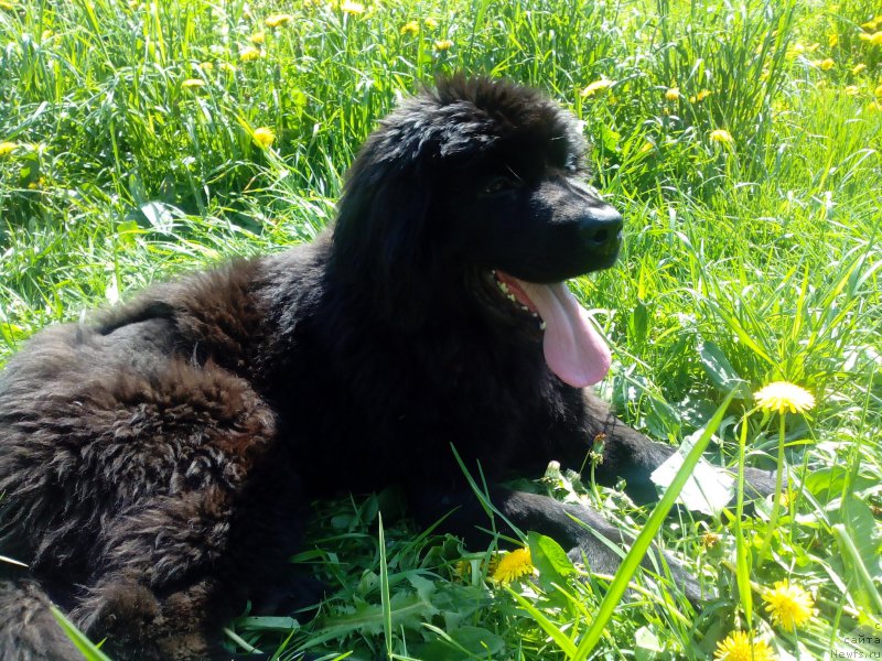 Фото: ньюфаундленд YAlta Kryimskaya Krasavica (Ялта Крымская Красавица)