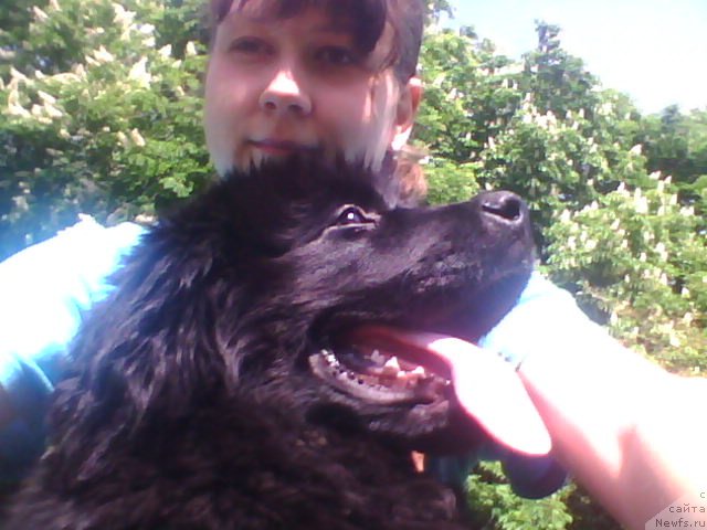 Фото: ньюфаундленд YAlta Kryimskaya Krasavica (Ялта Крымская Красавица)