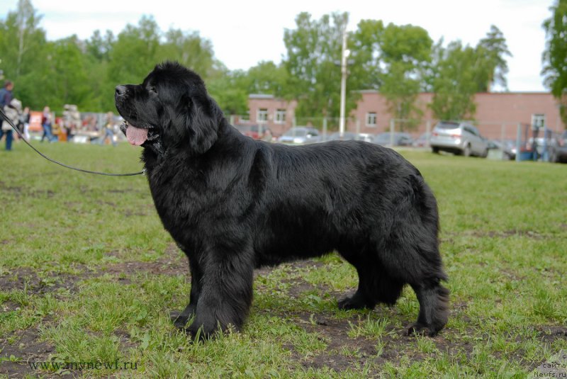 Фото: ньюфаундленд Toptyzhka Galatea Morskaya Nereida (Топтыжка Галатея Морская Нереида)