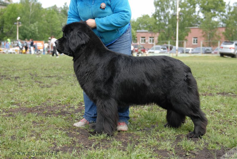 Фото: ньюфаундленд Toptyzhka Galatea Morskaya Nereida (Топтыжка Галатея Морская Нереида)
