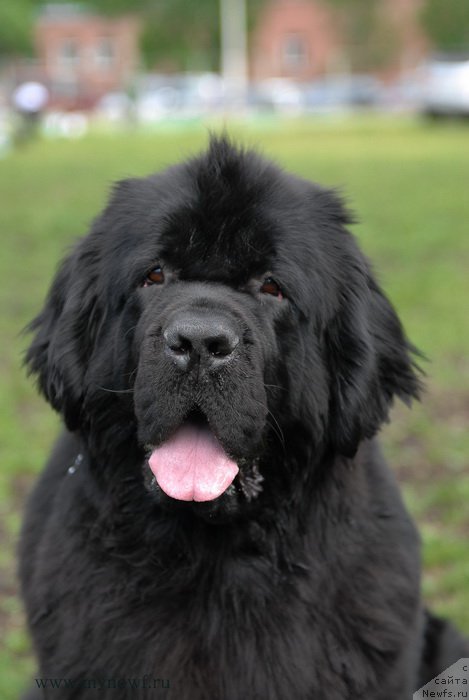 Фото: ньюфаундленд Toptyzhka Galatea Morskaya Nereida (Топтыжка Галатея Морская Нереида)