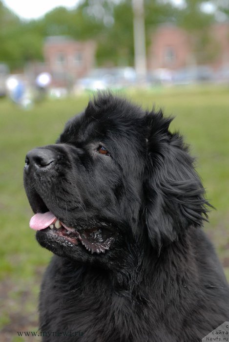 Фото: ньюфаундленд Toptyzhka Galatea Morskaya Nereida (Топтыжка Галатея Морская Нереида)