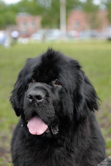 Фото: ньюфаундленд Toptyzhka Galatea Morskaya Nereida (Топтыжка Галатея Морская Нереида)