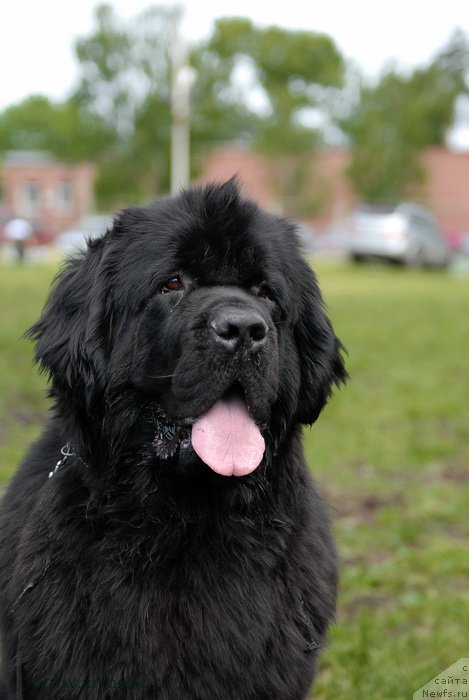 Фото: ньюфаундленд Toptyzhka Galatea Morskaya Nereida (Топтыжка Галатея Морская Нереида)