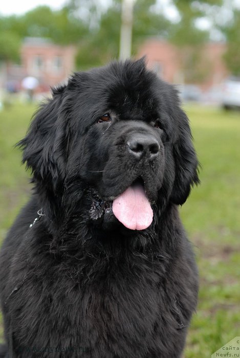 Фото: ньюфаундленд Toptyzhka Galatea Morskaya Nereida (Топтыжка Галатея Морская Нереида)