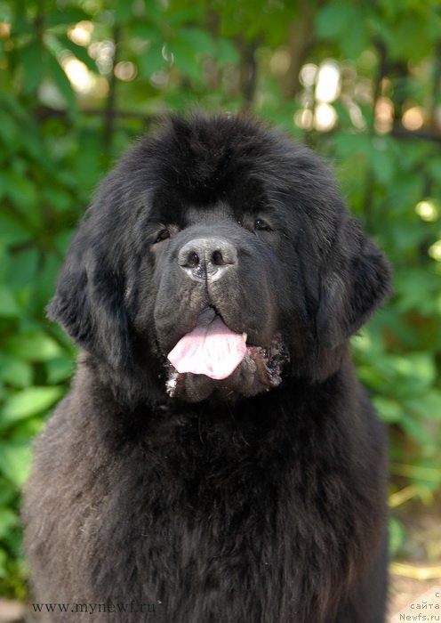 Фото: ньюфаундленд Sent Djons Bekoz Ay Love YU (Сент Джонс Бекоз Ай Лове Ю)