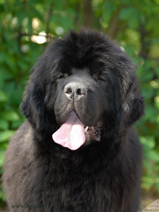 Фотография № 155290