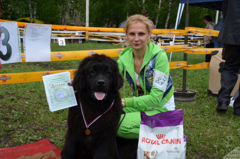 Фото: ньюфаундленд Eto Schast'e s Berega Dona (Это Счастье с Берега Дона), Ol'ga Skachkova (Ольга Скачкова)