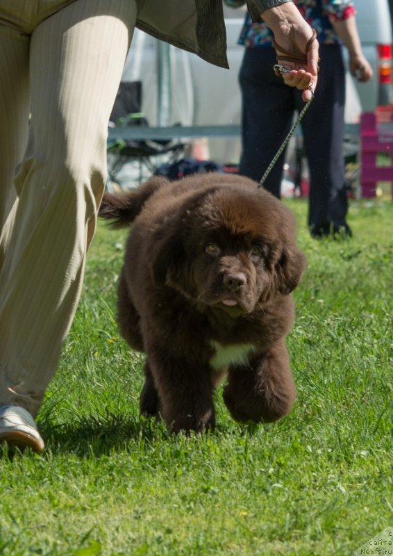 Фотография № 155308