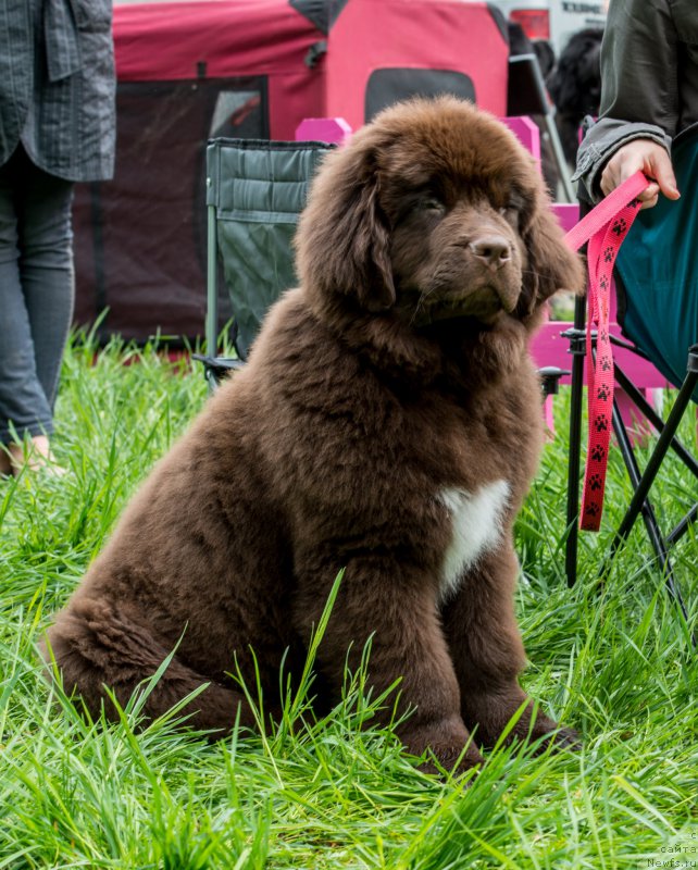Фото: ньюфаундленд Velyke Malyatko Dnister