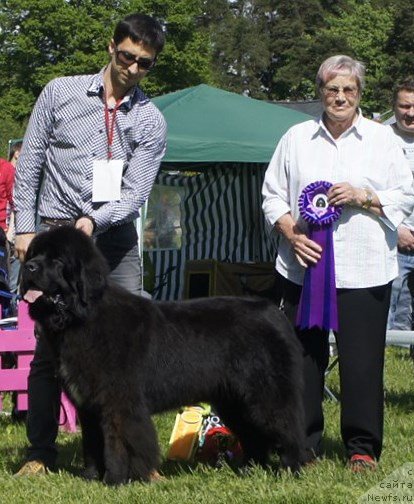 Фото: ньюфаундленд Smigar Love Story (Смигар Лав Стори)