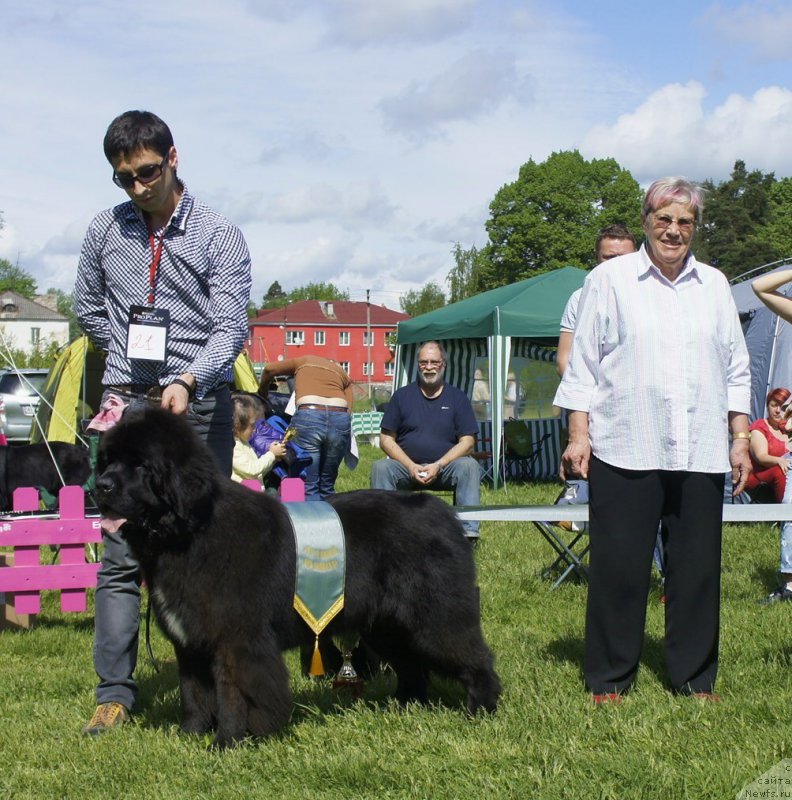 Фото: ньюфаундленд Smigar Love Story (Смигар Лав Стори)
